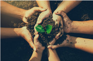 PLANT IT FORWARD AND THE SUSTAINABILITY OF WOOD VENEER