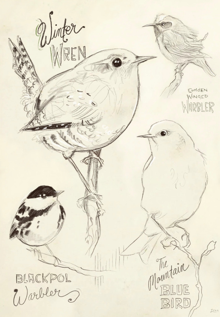 Wren & Warbler | Greeting Card