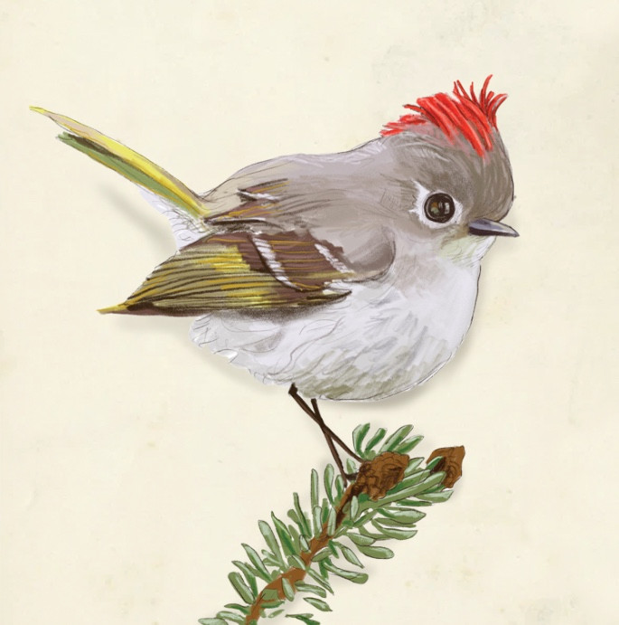 Ruby-Crowned Kinglet | Greeting Card