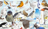 Birdie’s Birds | The Artwork