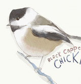 Black Capped Chickadee | Greeting Card