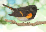 American Redstart | Greeting Card