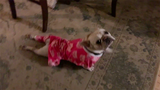 Opal in her Piggy Pajamas