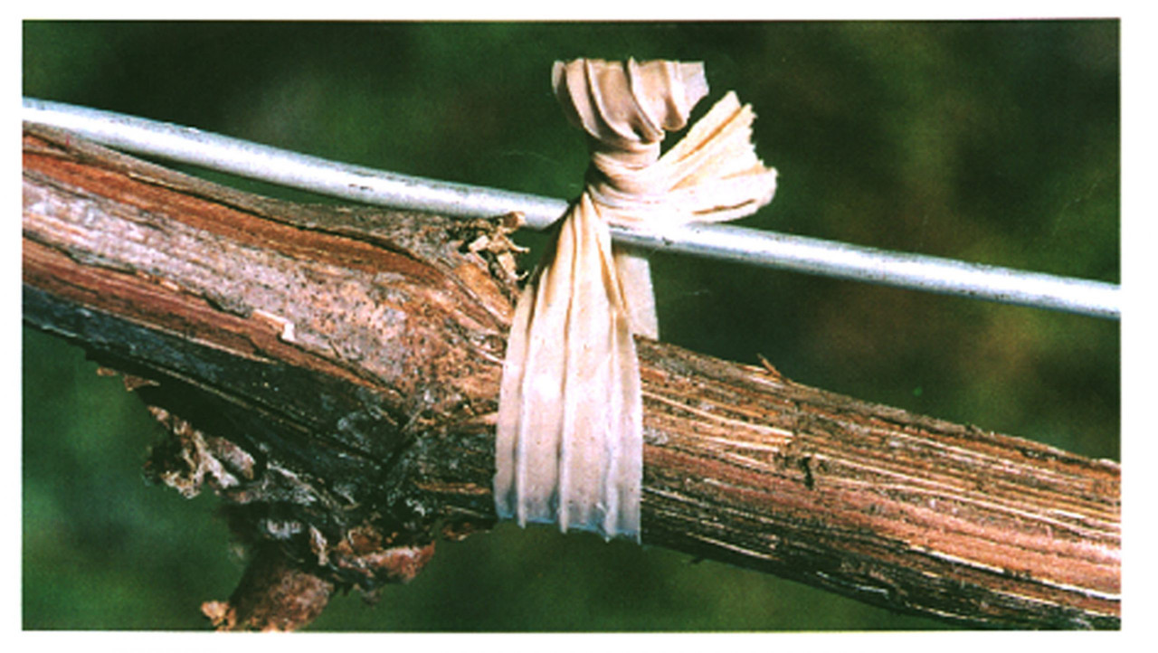 Prothec 2-wire 1-season photodegradable tie suitable for securing young vines.