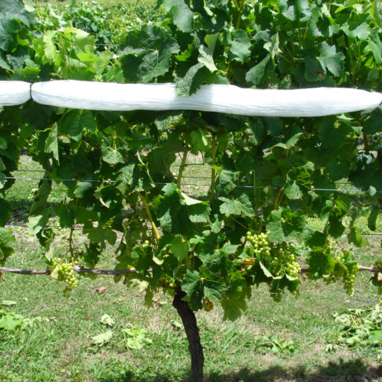 TightLoch is available in white and black colors.  White nets tend to keep birds out of the vineyard.