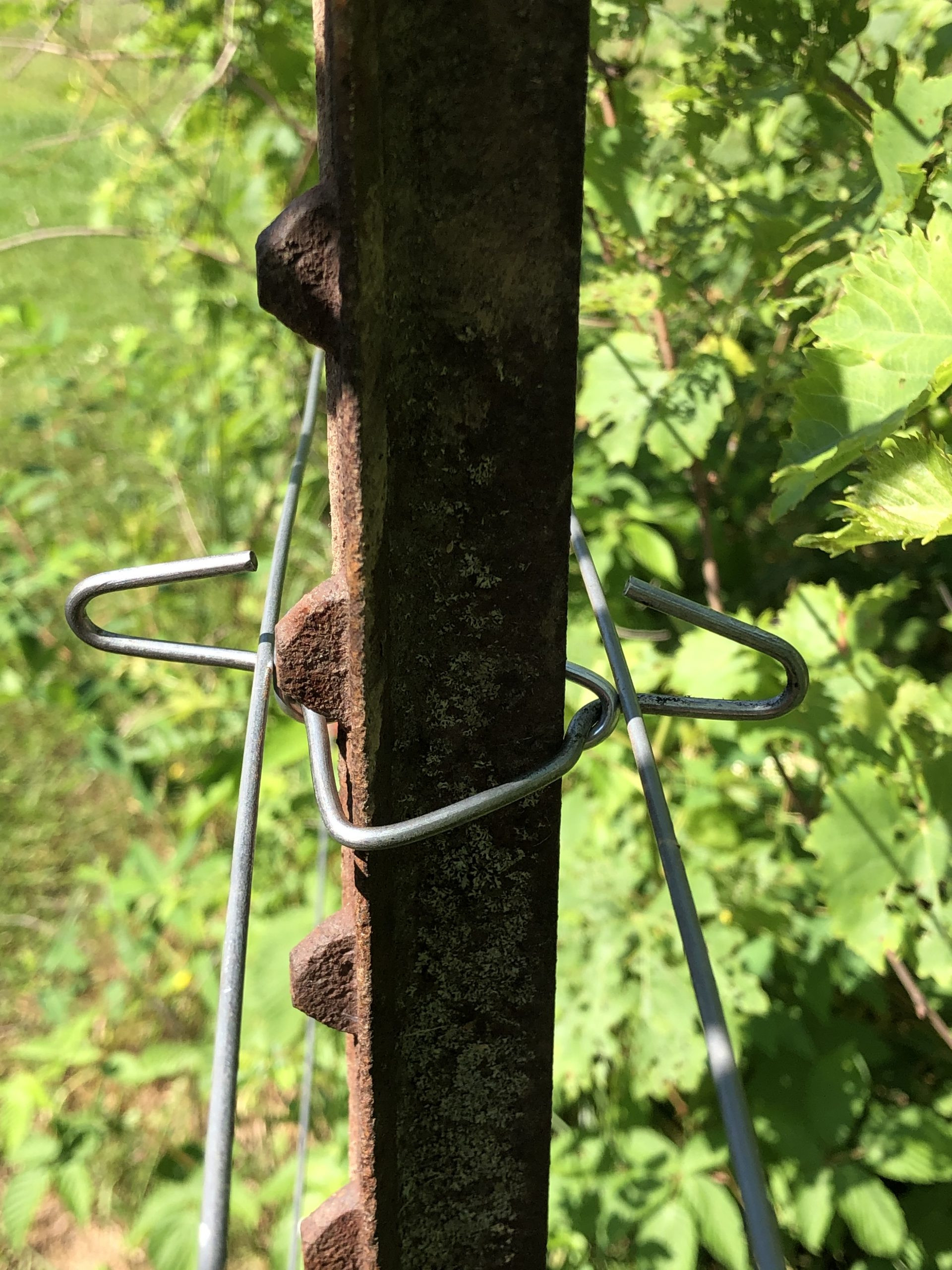 Vertical Trellis Clip