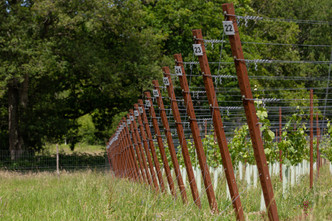 The Complete Guide to Choosing Vineyard Trellis Posts: Wood vs Steel Options for Modern Vineyards