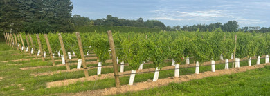 Essential Vineyard Protection: Choosing the Right Training Stakes and Growth Systems