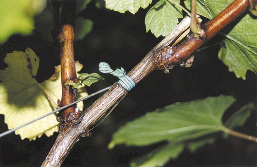 Prothec 2-wire 1-season BIODEGRADABLE tie suitable for tieing young vines