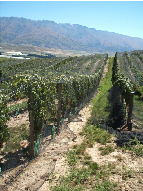 Vineyard Bird Netting