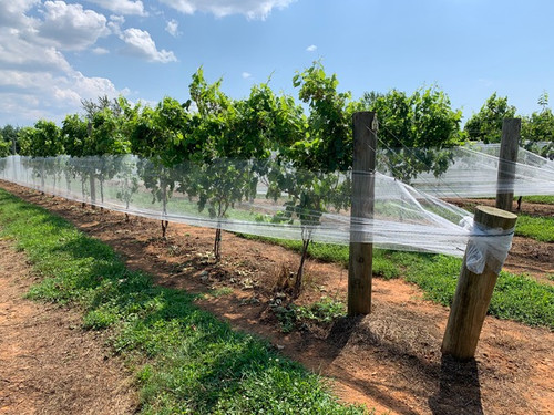 Vineyard Bird Protection Netting