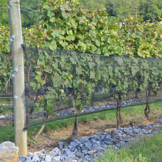  Exciting Updates from Spec Trellising – New Products, Site Upgrades & More!