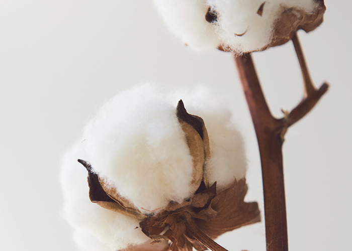 Cotton