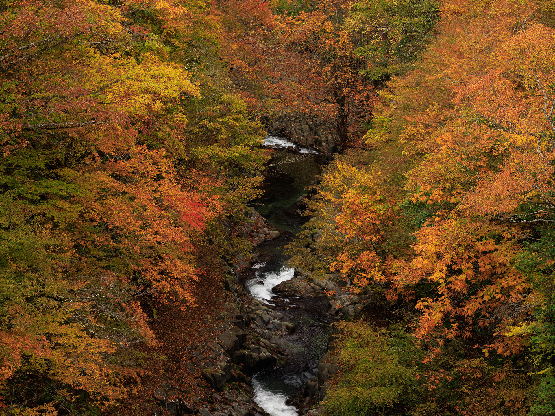 Autumn in Japan: A Season of Quiet Beauty | MUJI
