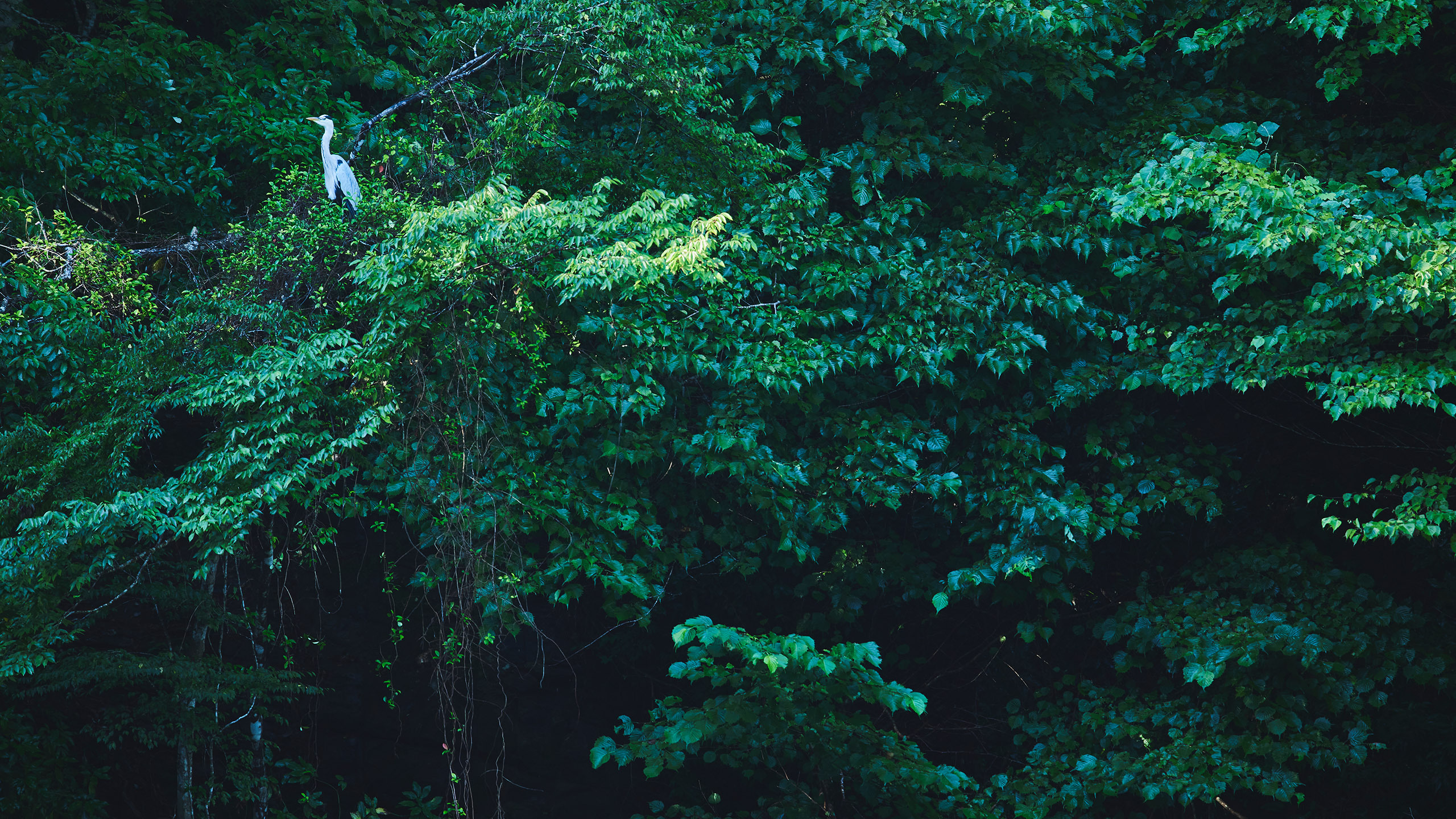 Image of MUJI Base Oikawa surrounding forest with a crane.