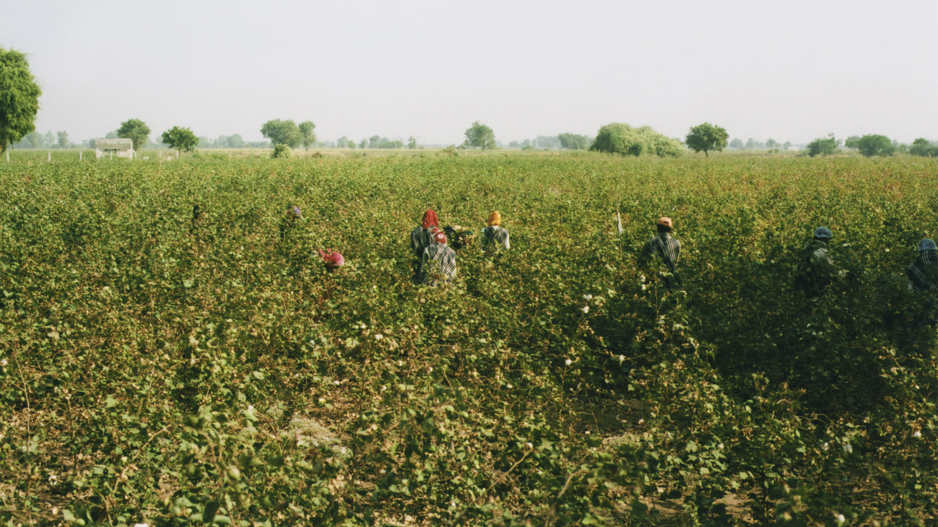 organic cotton field