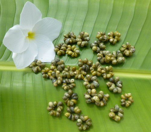 Loose Green Mongo Spacers - 300 per order