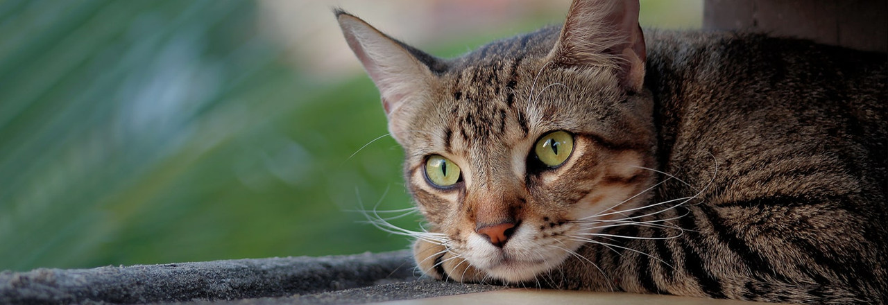 Cat Banner Image