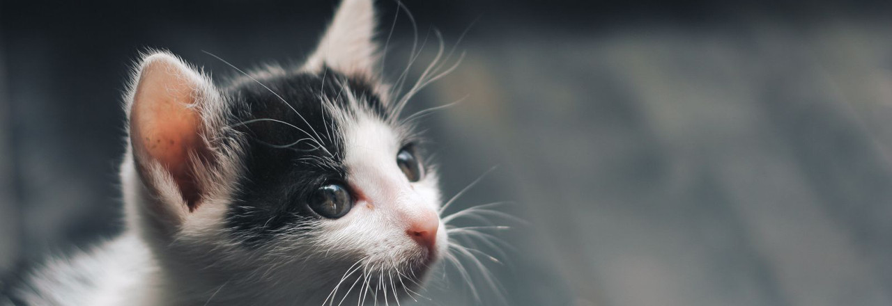 kitten banner image