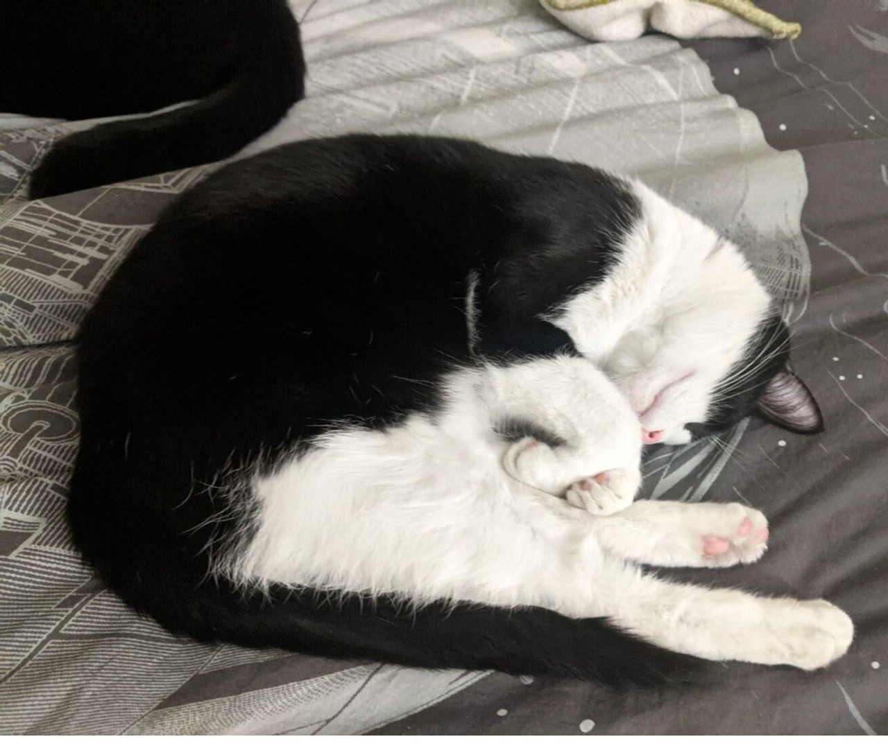 0221-cat-sleeping-positions.