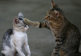 Do Cats Get Lonely for Other Cats, Or are They Fine by Themselves?