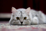 Cat Personality Types, Part 1… Which One is Your Cat?