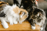 Maine Coon Traits in Mixed-Breed Cats