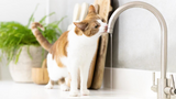 Why Cats Hate Water… and What You Can Do About it!