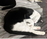 Cat ‘Yoga’: Understanding Crazy Cat Sleeping Positions
