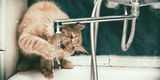 Why Your Cat Won’t Drink From Her Water Bowl…