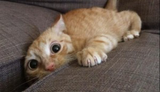 The Zoomies: When Cats Go Crazy!