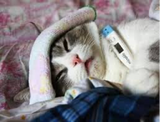 Covid-19 & Your Cat: Update on What You Need to Know