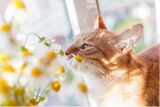 Let’s Talk Felines & Flowers…While Weather Permits!