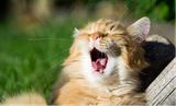 The Cat’s Meow: What is Your Cat Trying to Say?