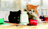 Why Do Cats Knock Stuff Over?