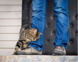 Why Your Cat Rubs Up Against You…
