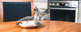 Good Food, Bad Food! A Guide to What Kitty Should and Should Not be Eating.