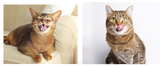 Signs Your Cat Just Might be… Happy!