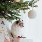 The Christmas Tree: Your Cat’s Holiday Nemesis