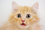 How to Prevent Holiday Stress in Cats…
