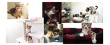 The Science is In: Research Shows 5 Main Cat Personality Types!