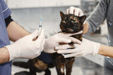 Pet Insurance for the New Year