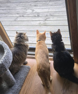 What Your Cat Might Do While You’re Gone!