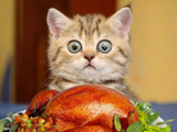 Have a Happy Thanksgiving to our Cats!