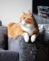 Take BACK Your Couch From Your Cat! 
