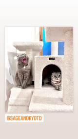 Famous cats of music