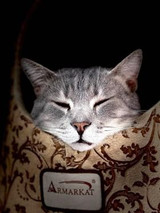 Acupuncture and cats
