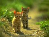 Do Cats Get Lonely?
