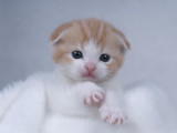 Seven New Year's Resolutions to Make For Your Cat 