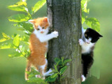 How Smart are Cats? Everything You Need to Know